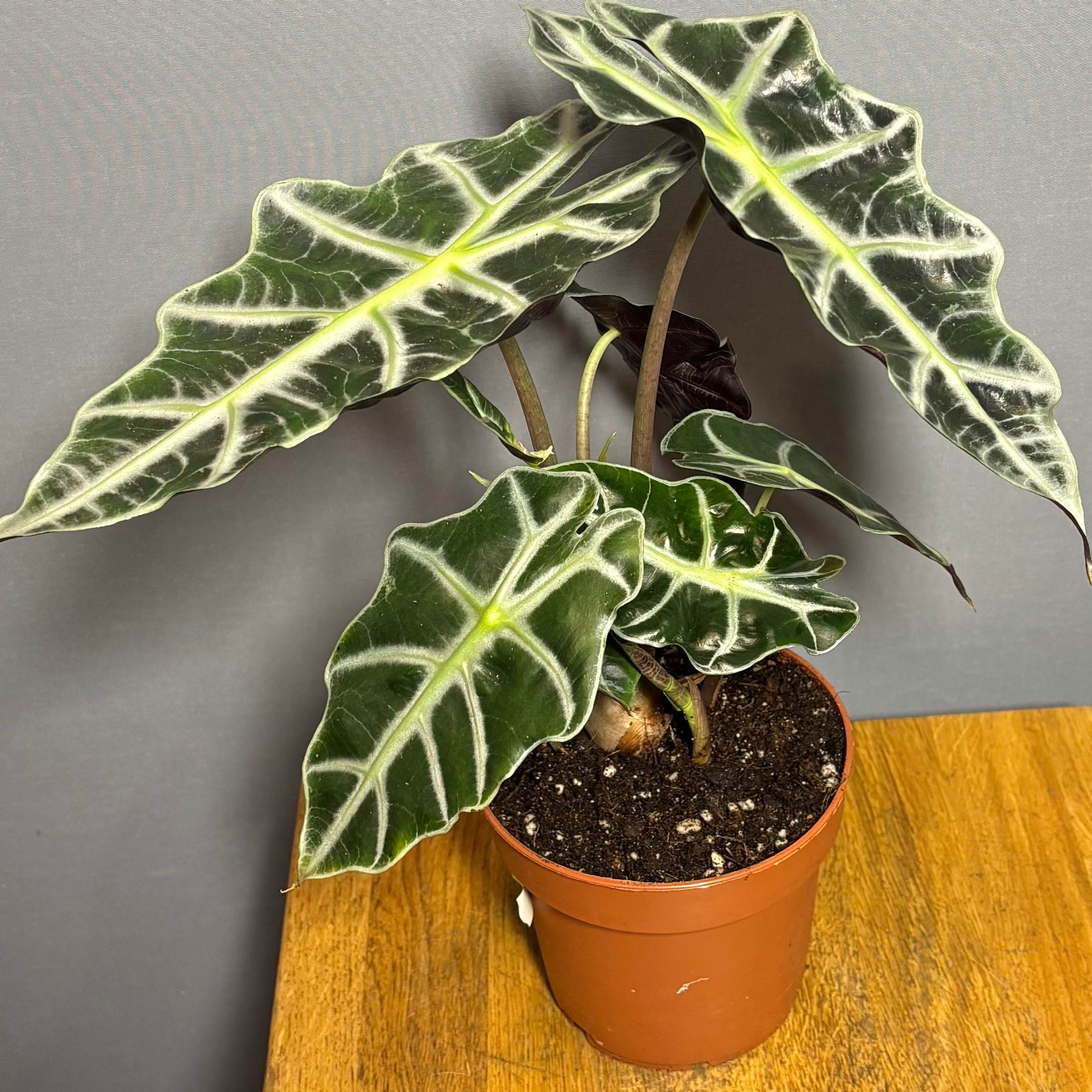 Алоказія Polly 12*25