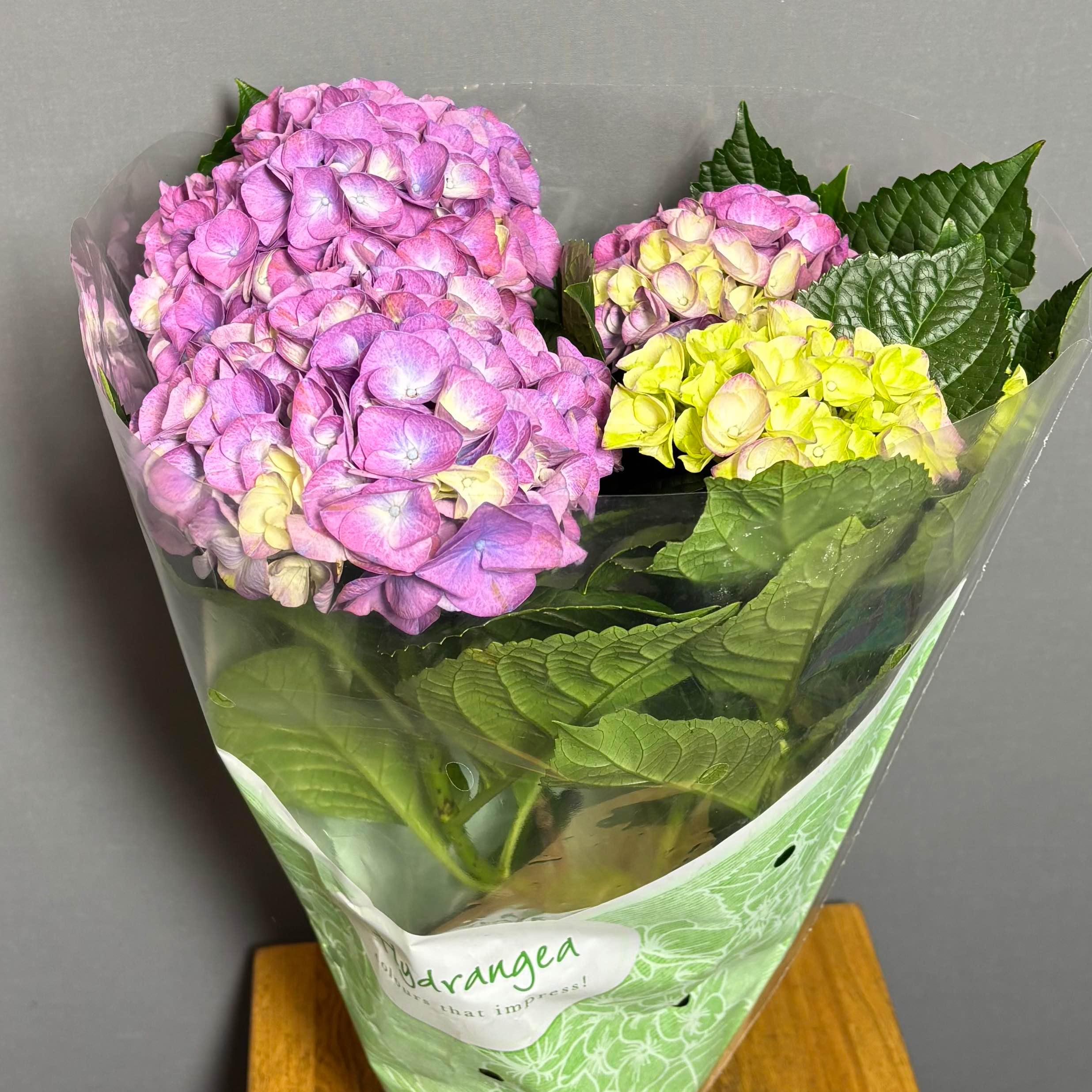 Гортензія фіолетова горшкова