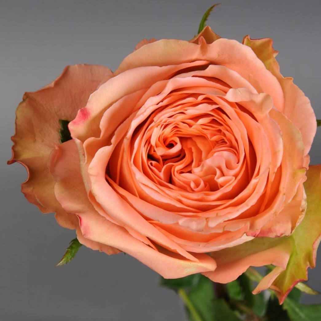 Кантрі Хоум