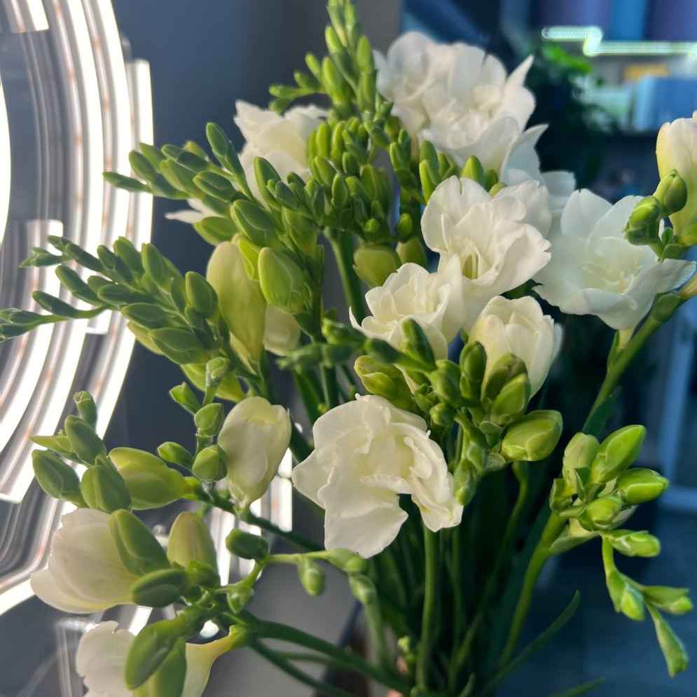 Фрезія біла висока