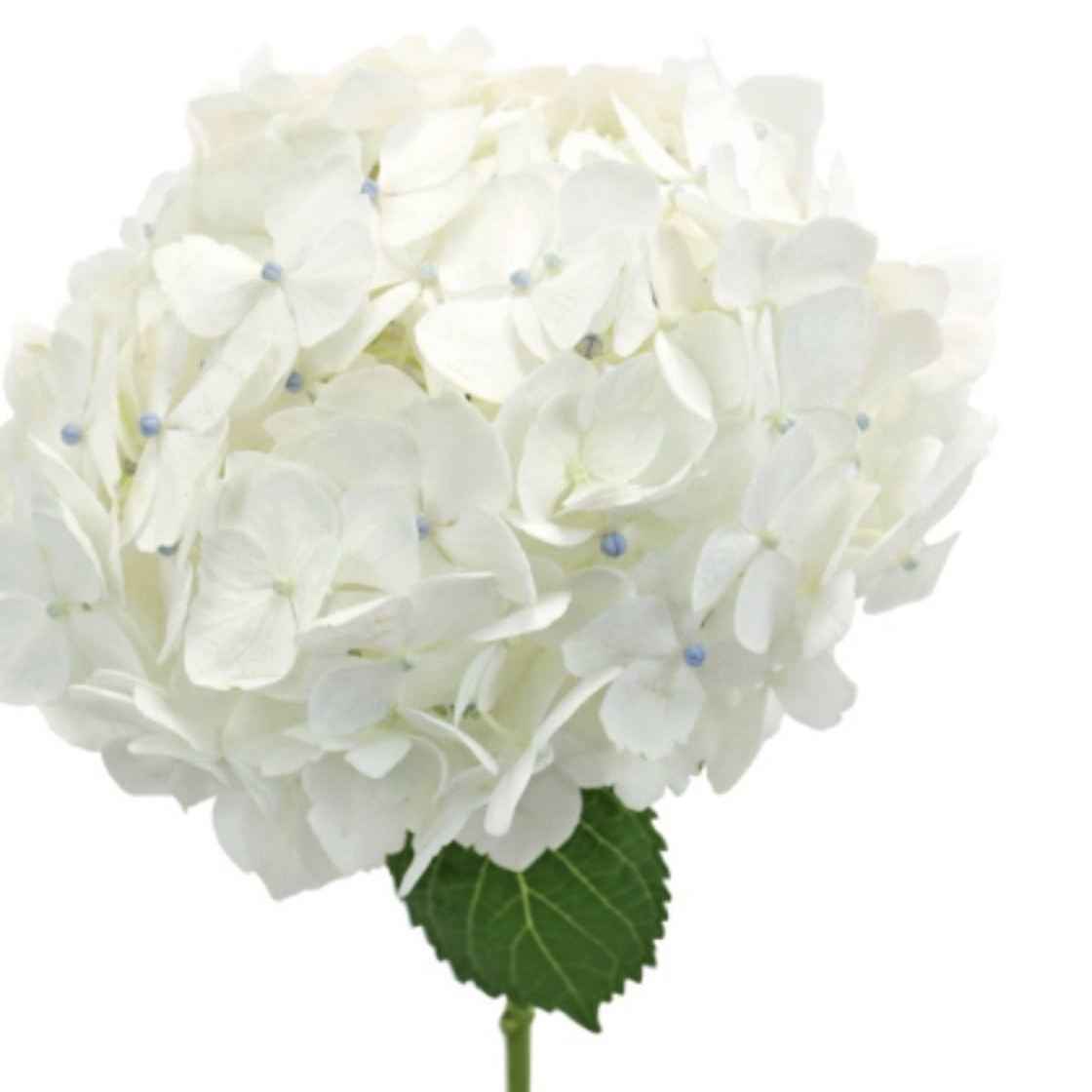 Гортензія люкс