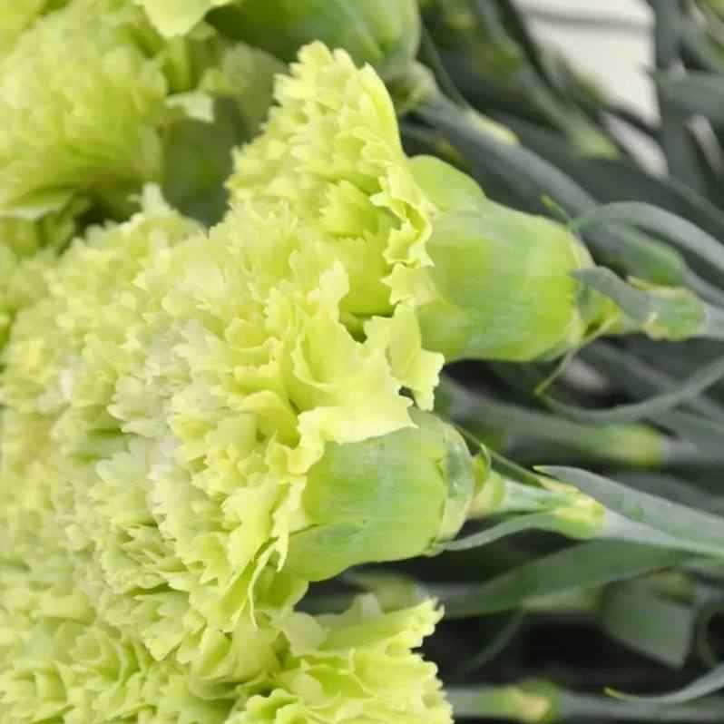 Гвоздика Колумбія