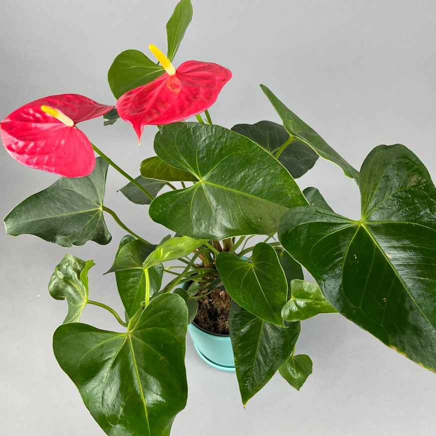 Антуріум великий