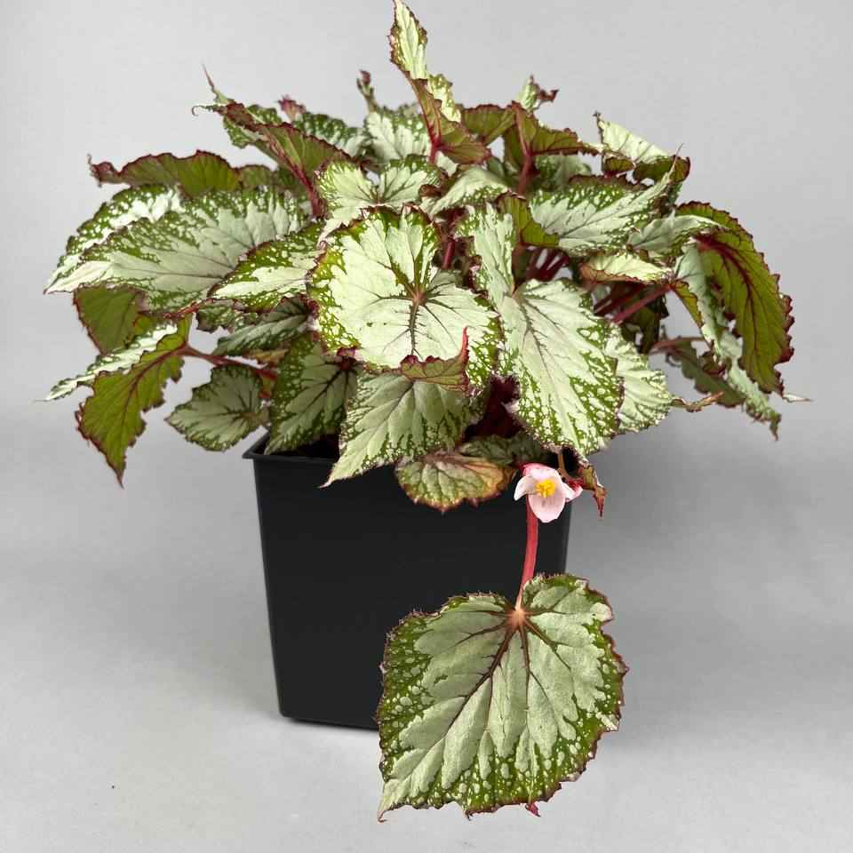 Бегонія рекс