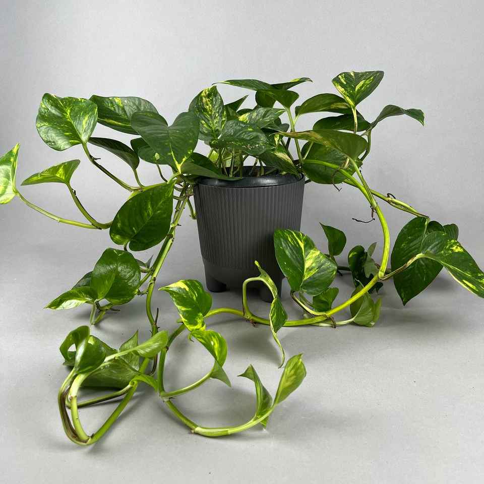 Епіпремнум