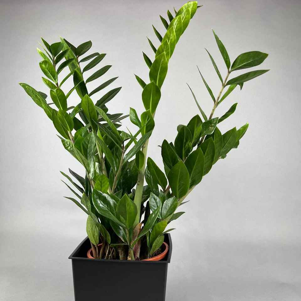 Заміокулькас