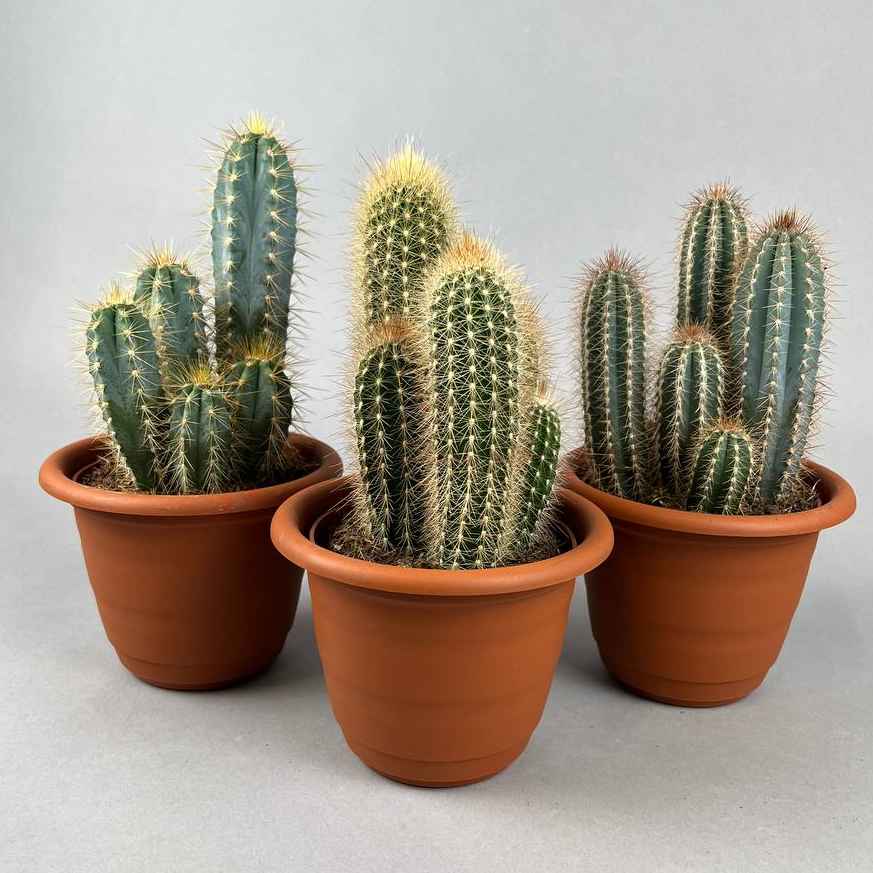 Кактус великий