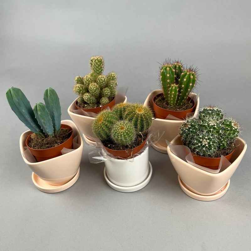 Кактус міні