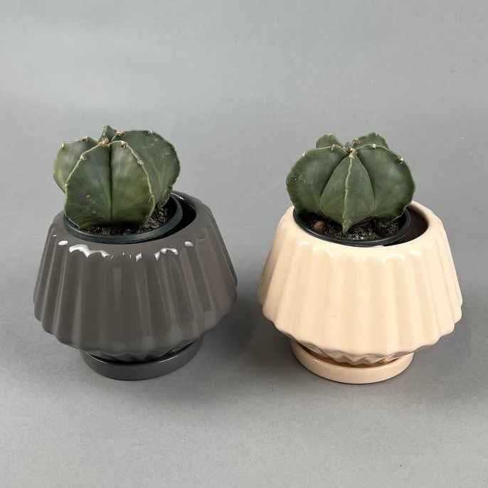 Кактус Астрофітум