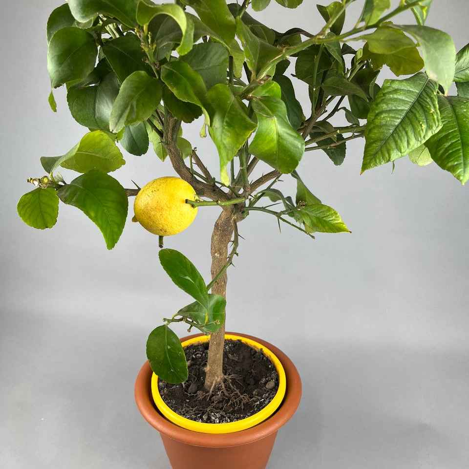 Лимон дерево