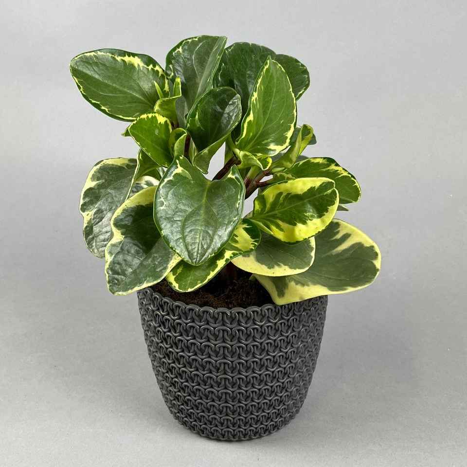 Паперомія велика (туполиста)