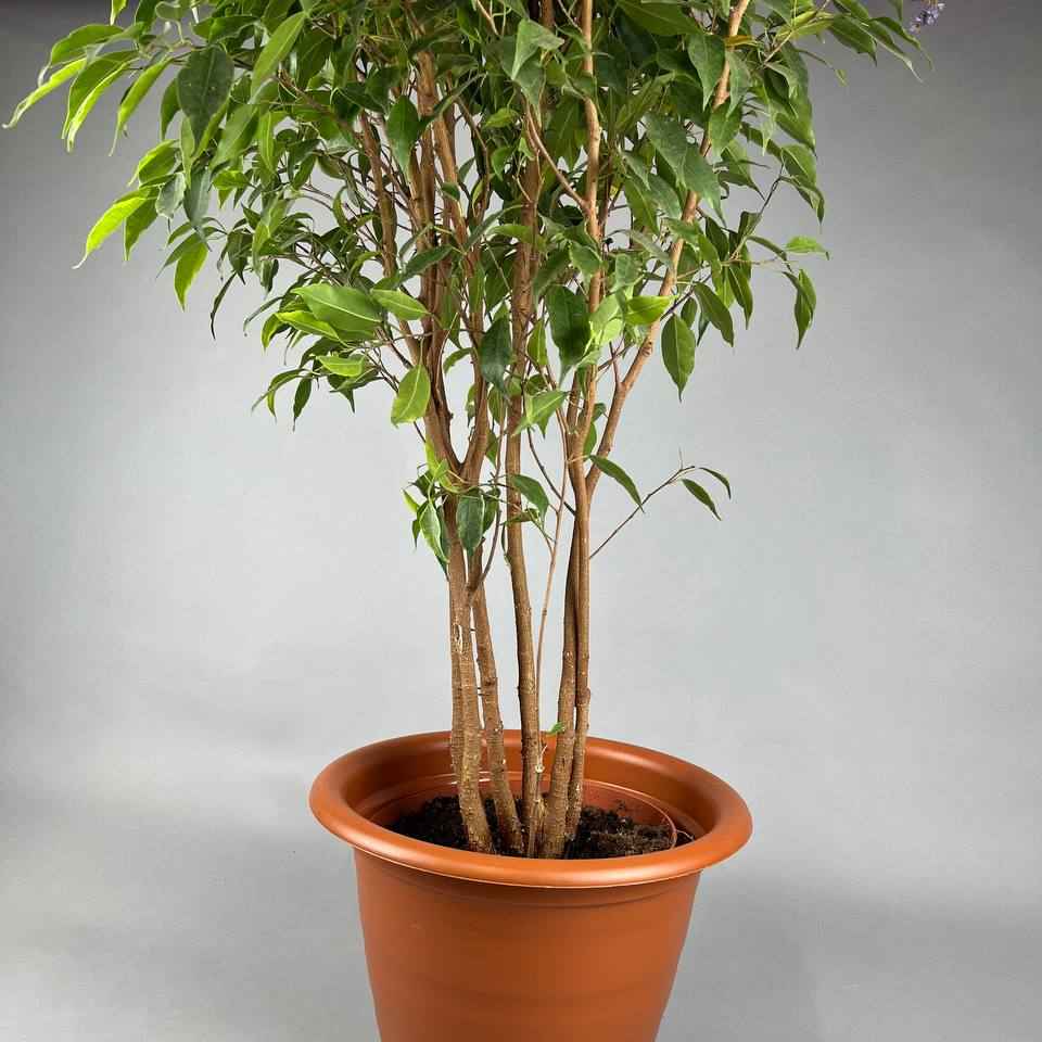 Фікус бенджаміна 