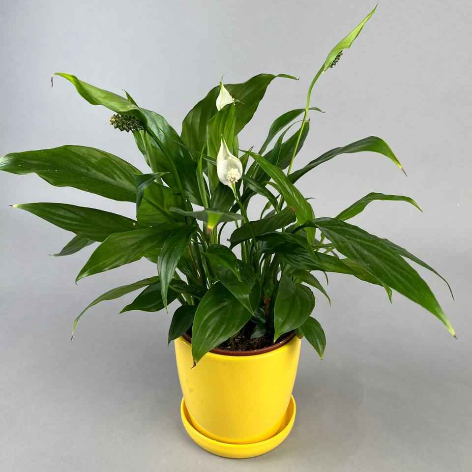 Спатифіліум середній