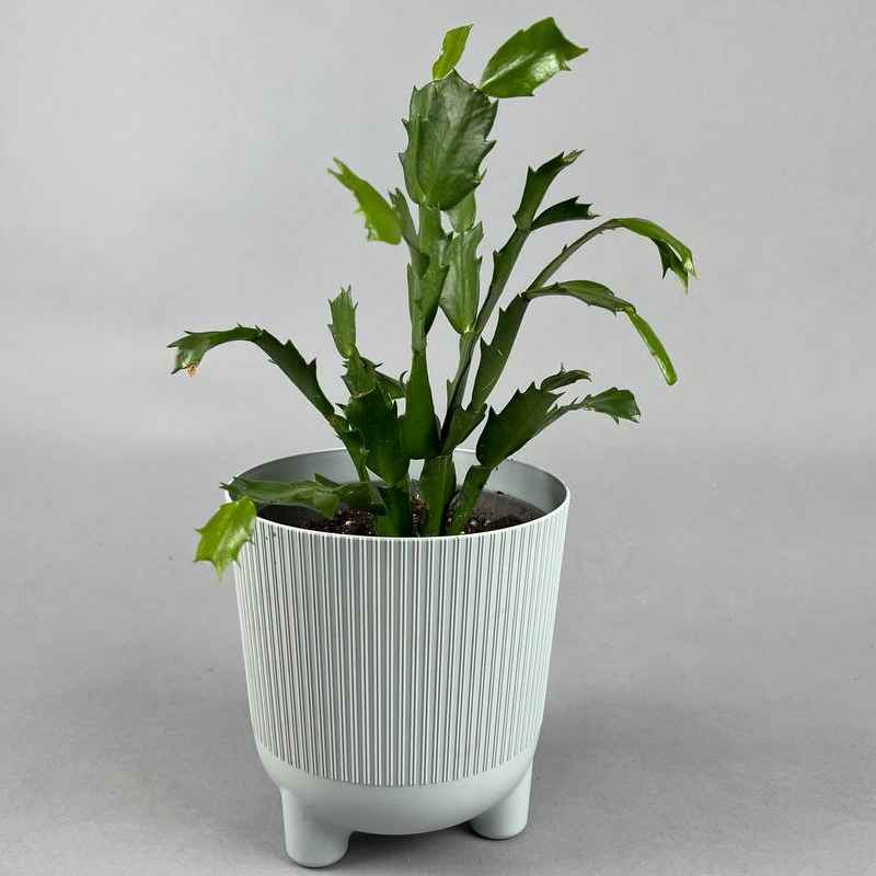 Шлюмбергера