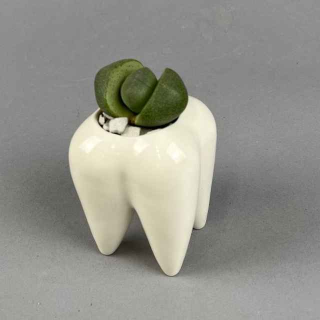 Висадка зубик