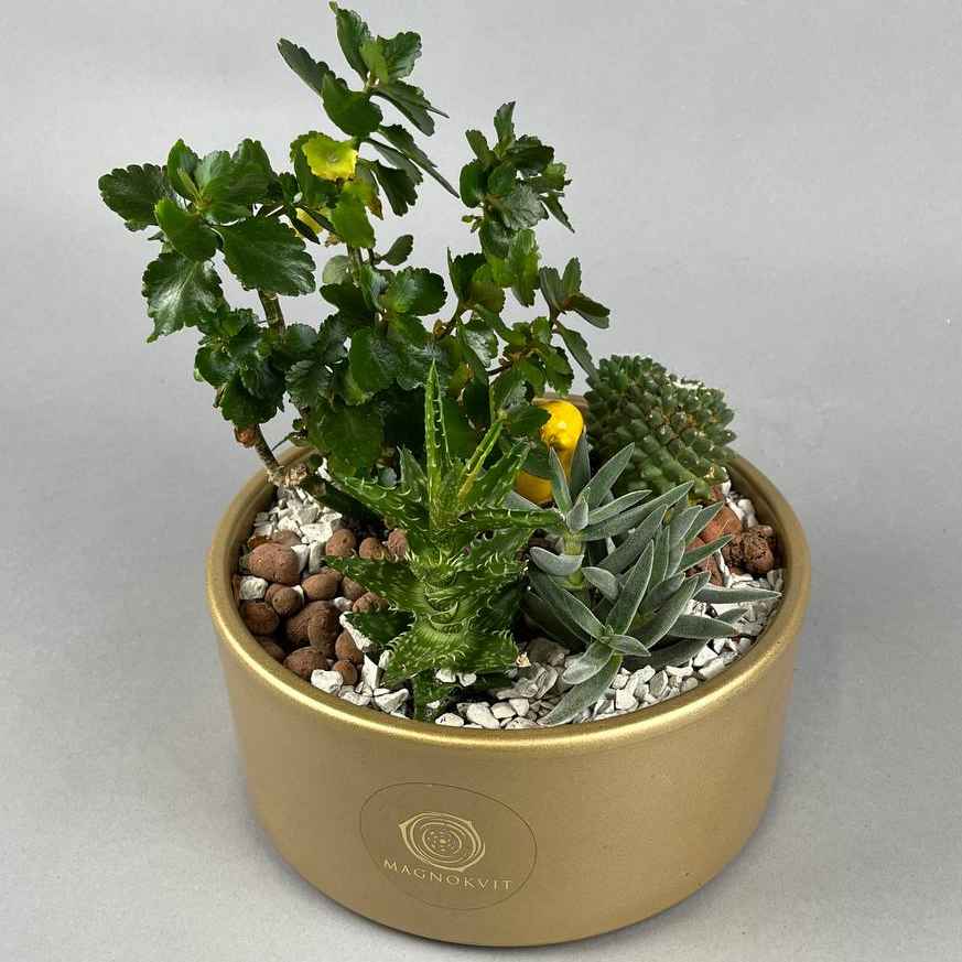 Висадка сукуленти 1