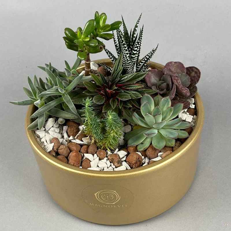 Висадка Сукуленти у золоті