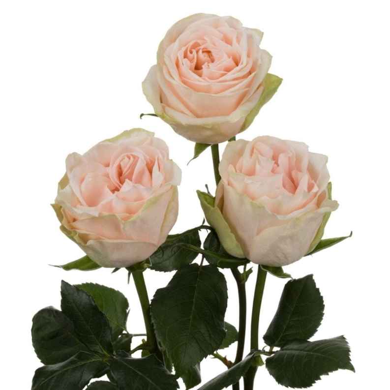 Ведінг роуз