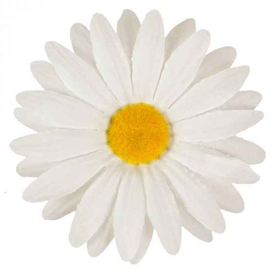 Ромашка біла