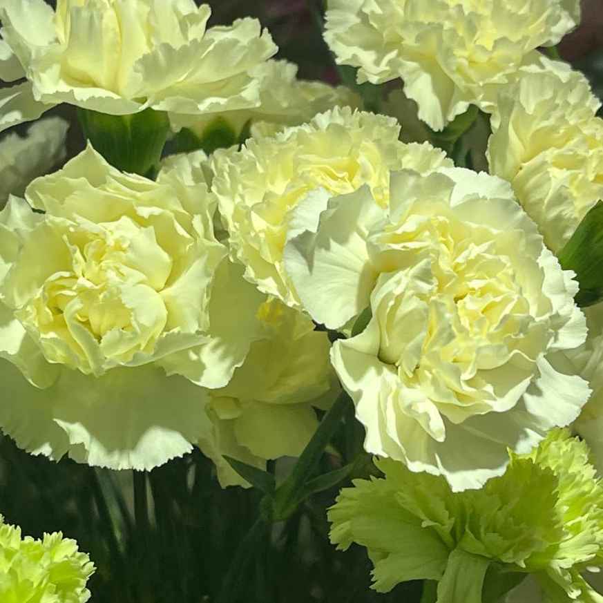 Гвоздика спрей  