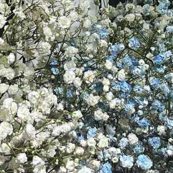 Гіпсофіла нова