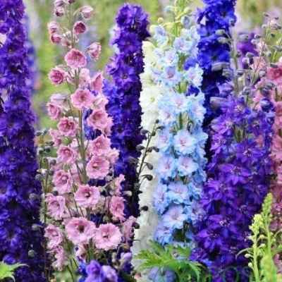 Дельфініум ектра