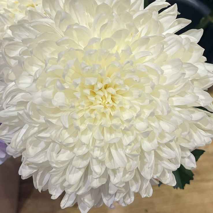 Хризантема однобутона