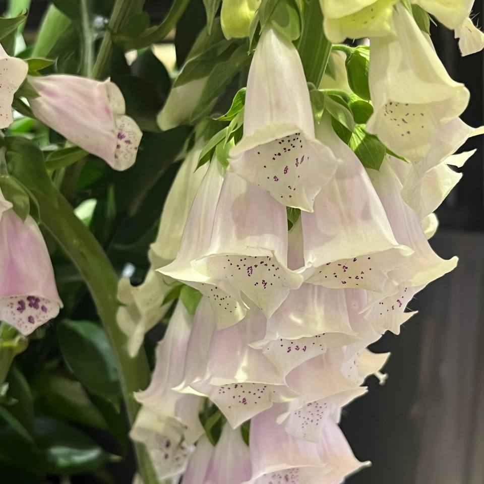 Наперстянка