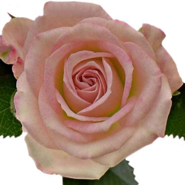 Кремі твістер спрей