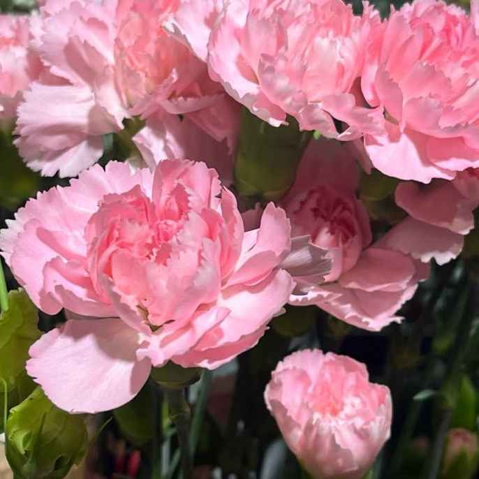 Гвоздика липень