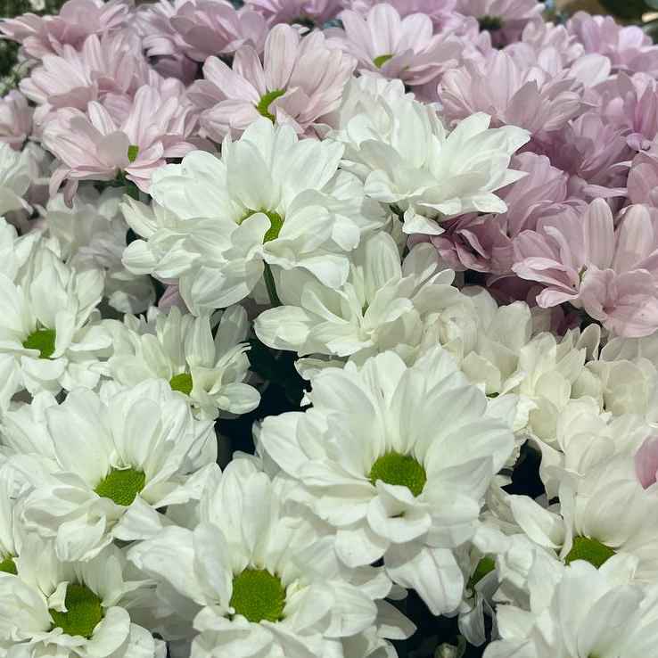 Хризантема червень