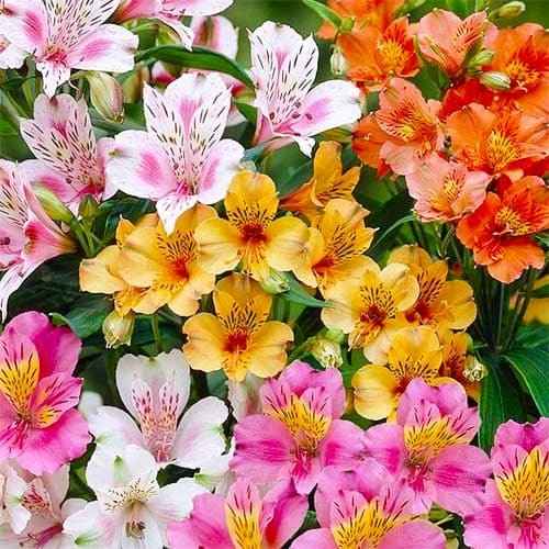 Альстромерія стандарт