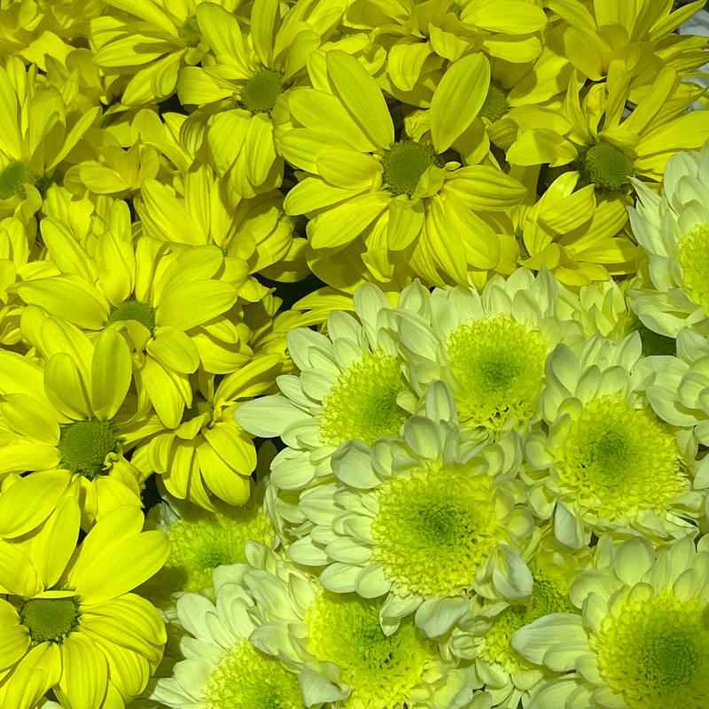 Хризантема гілка голандія