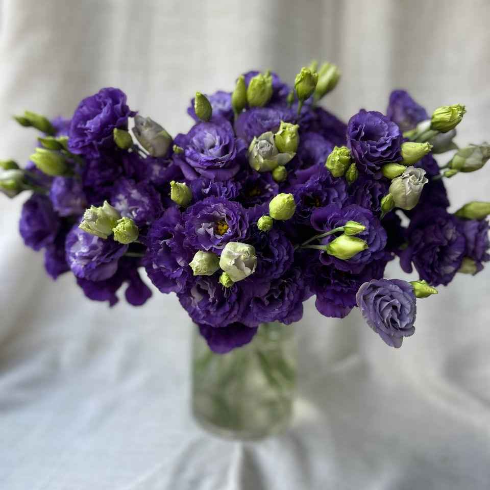 Еустома міні