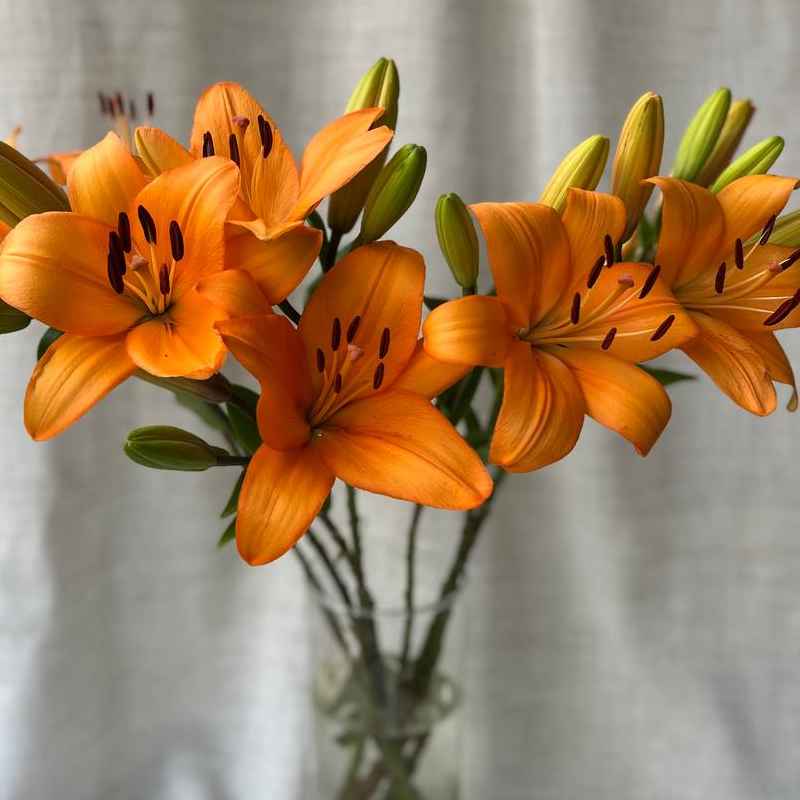 Лілія жовта