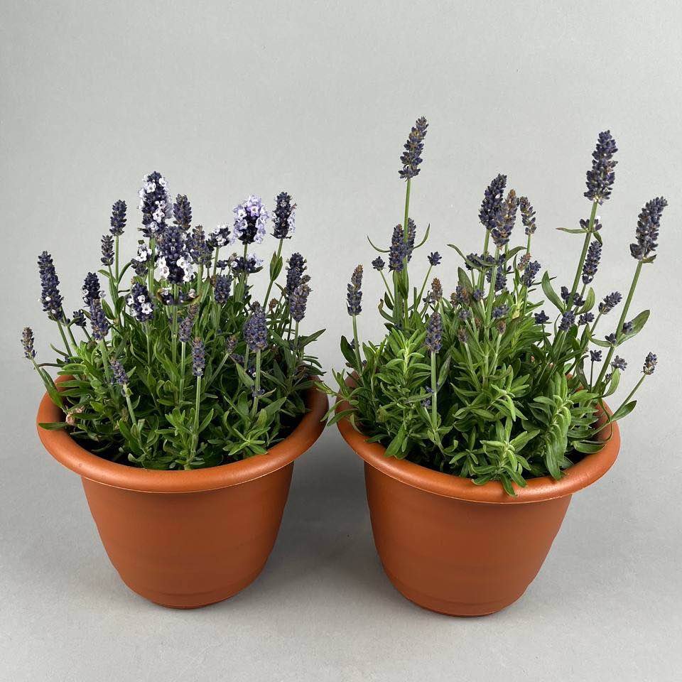 Лаванда вазон