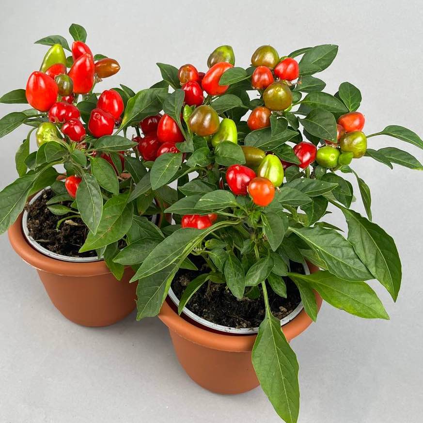 Капсікум перець