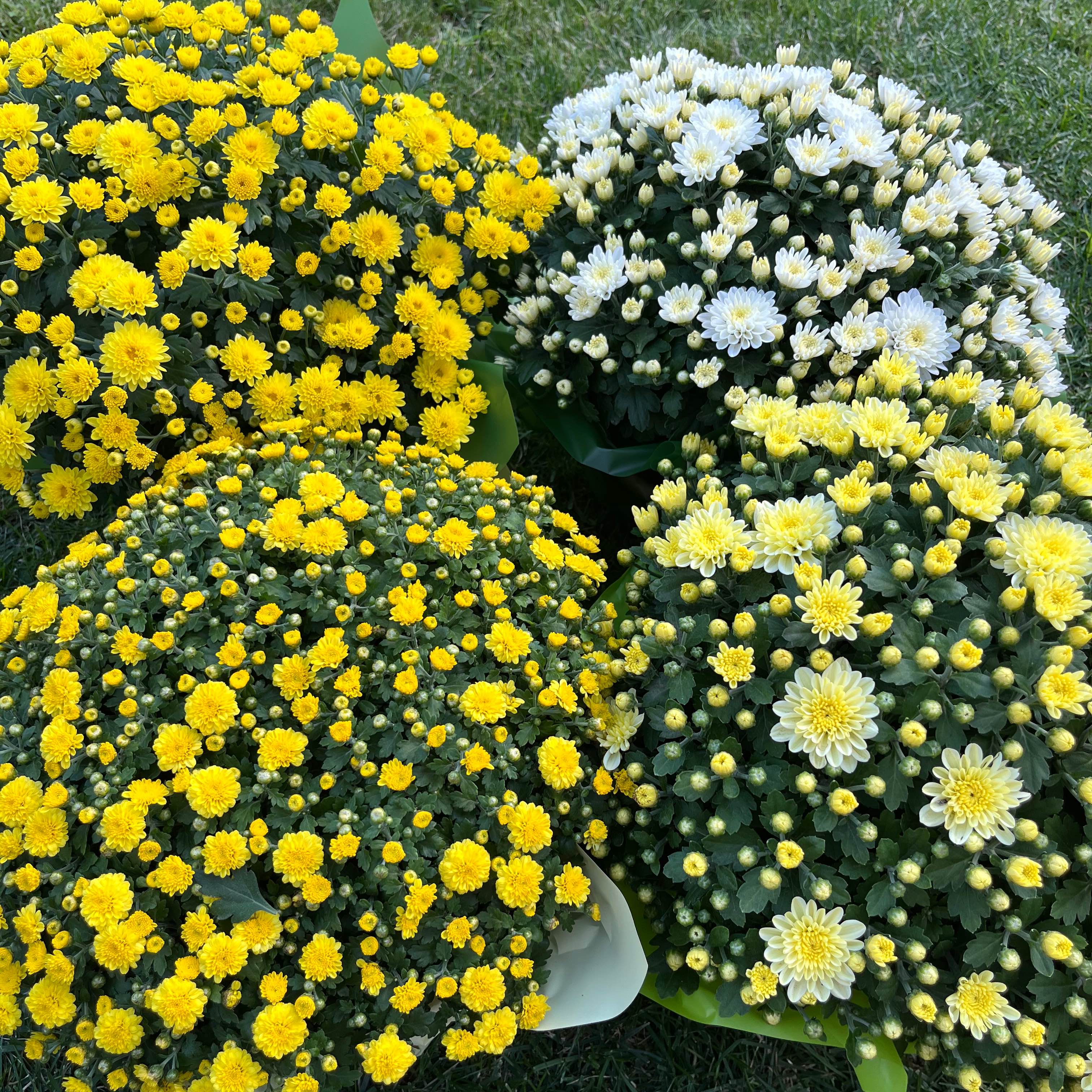 Хризантема вазон великий