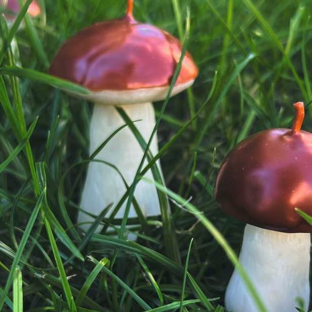 Свічка білий гриб великий