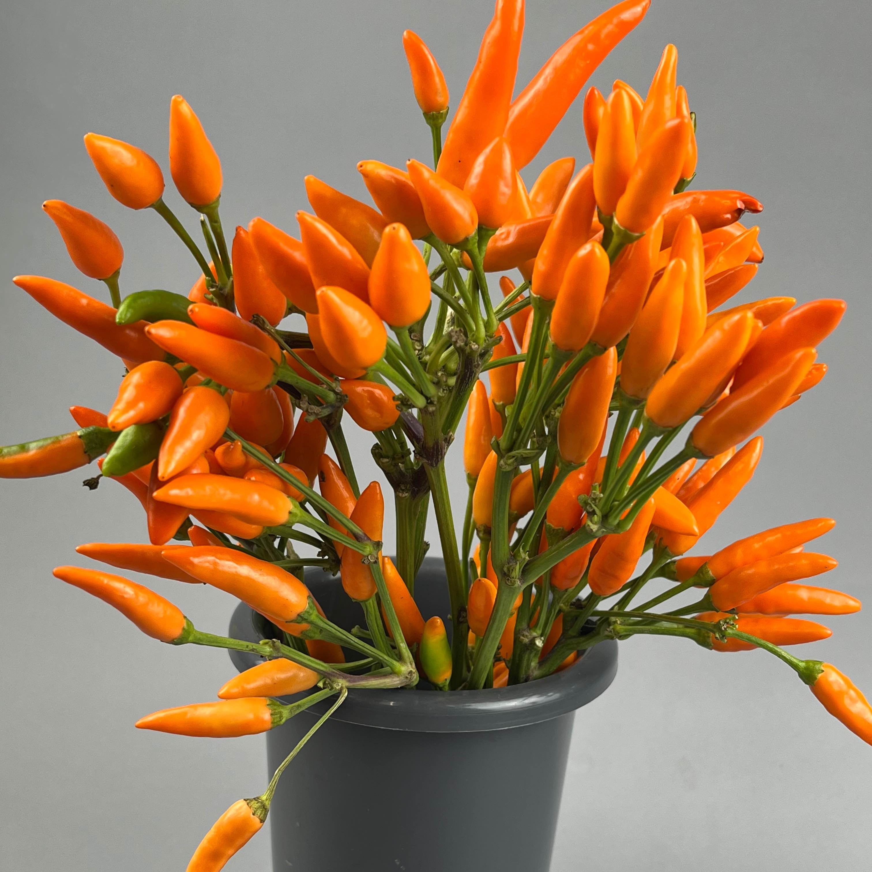 Капсікум перець зріз