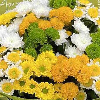 Хризантема сантіні мікс