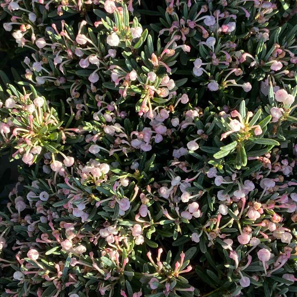 Андромеда поліфолія