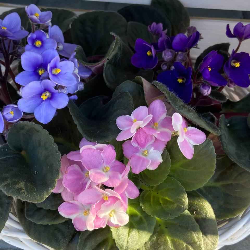 Фіалка вел.