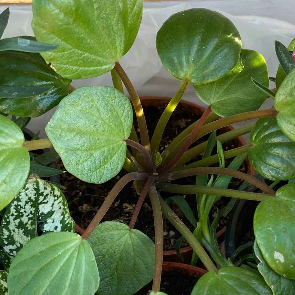 Пеперомія піксі