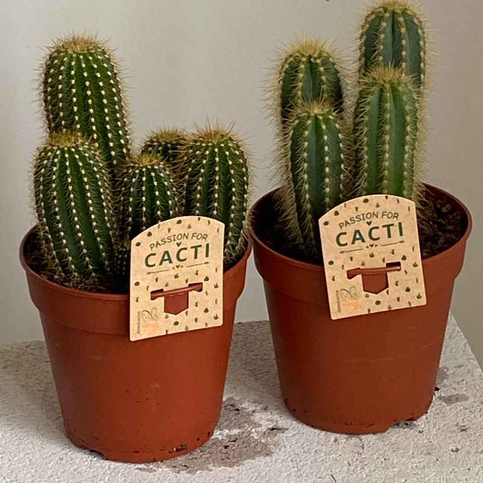 Кактус мікс