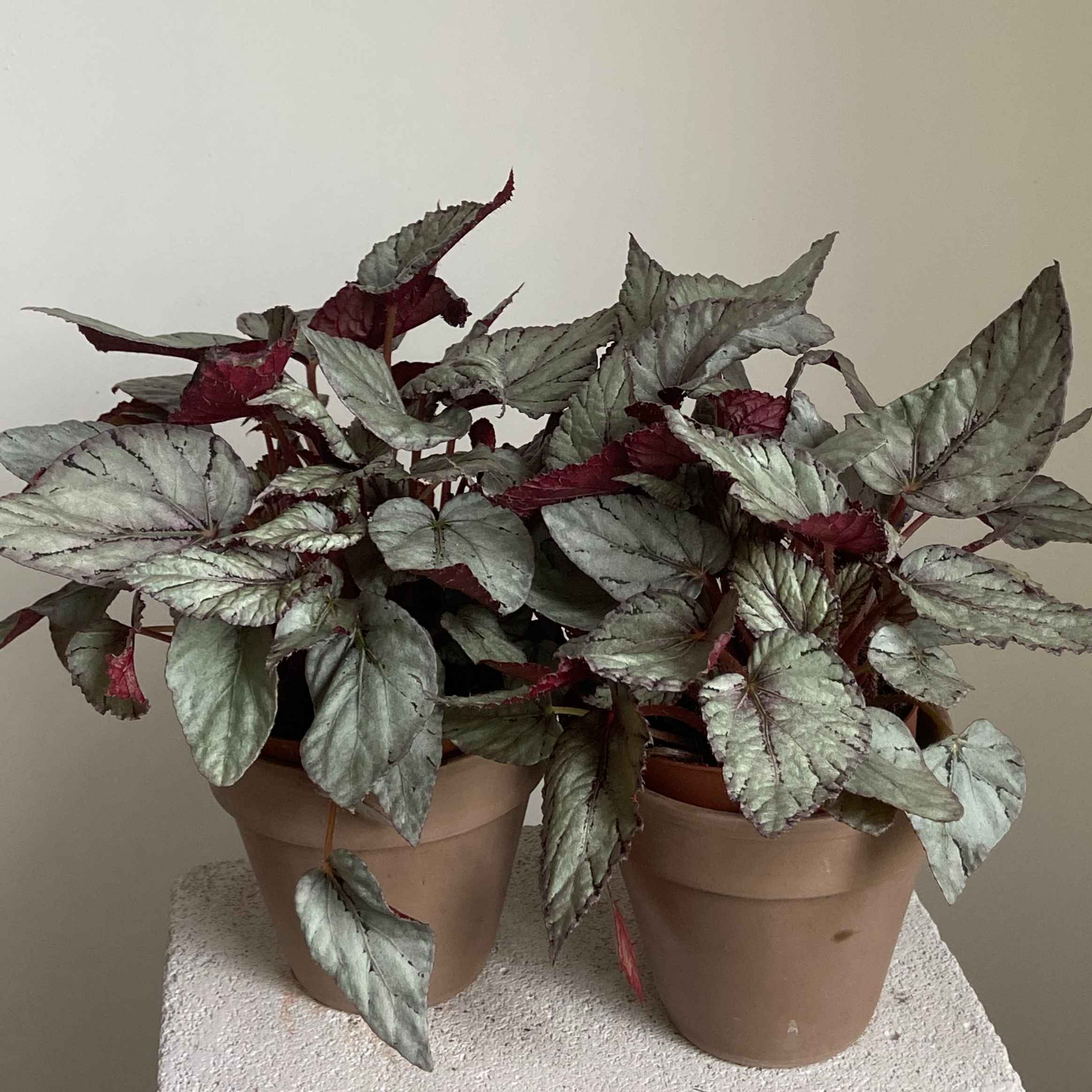 Бегонія колорівська