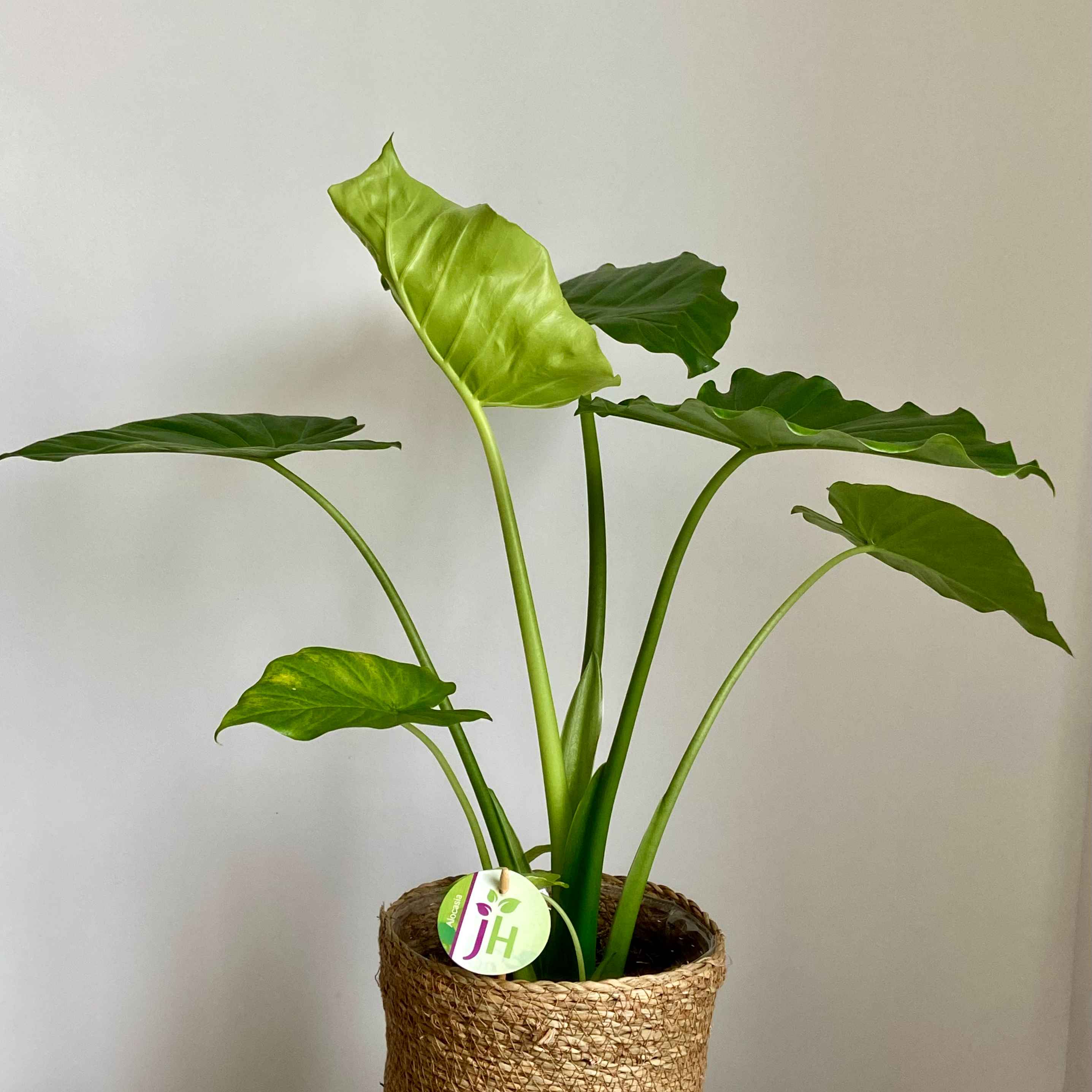 Алоказія Гагеана Д17