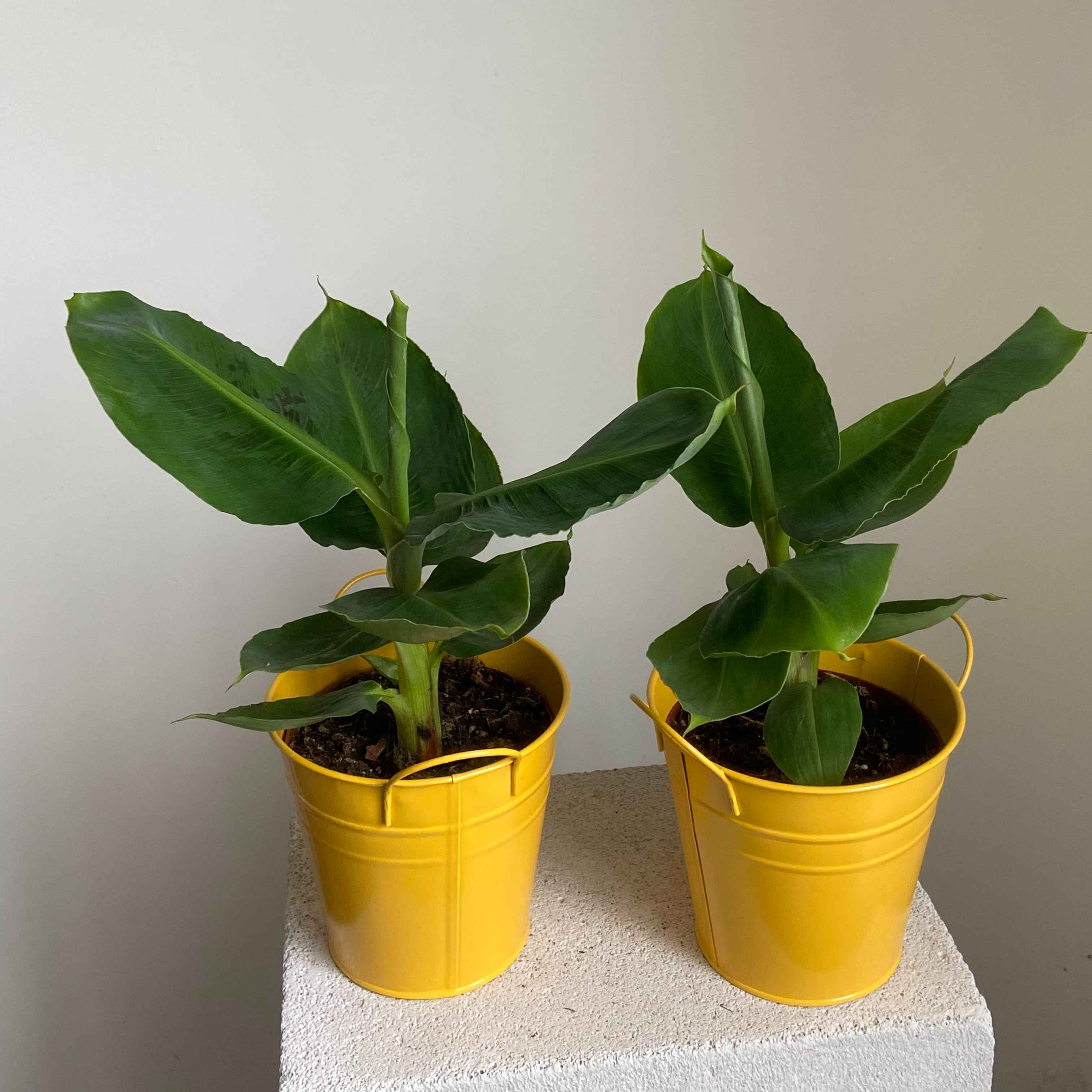 Банан Муса 40