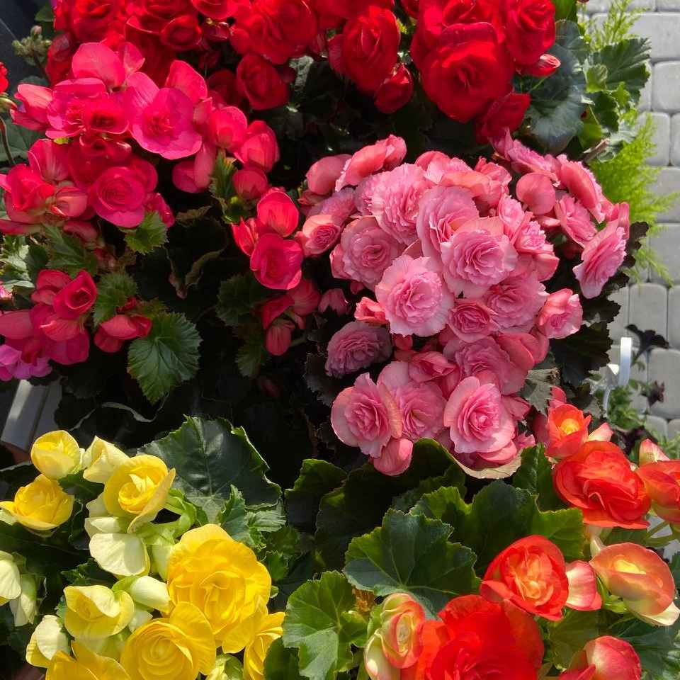 Бегонія мікс