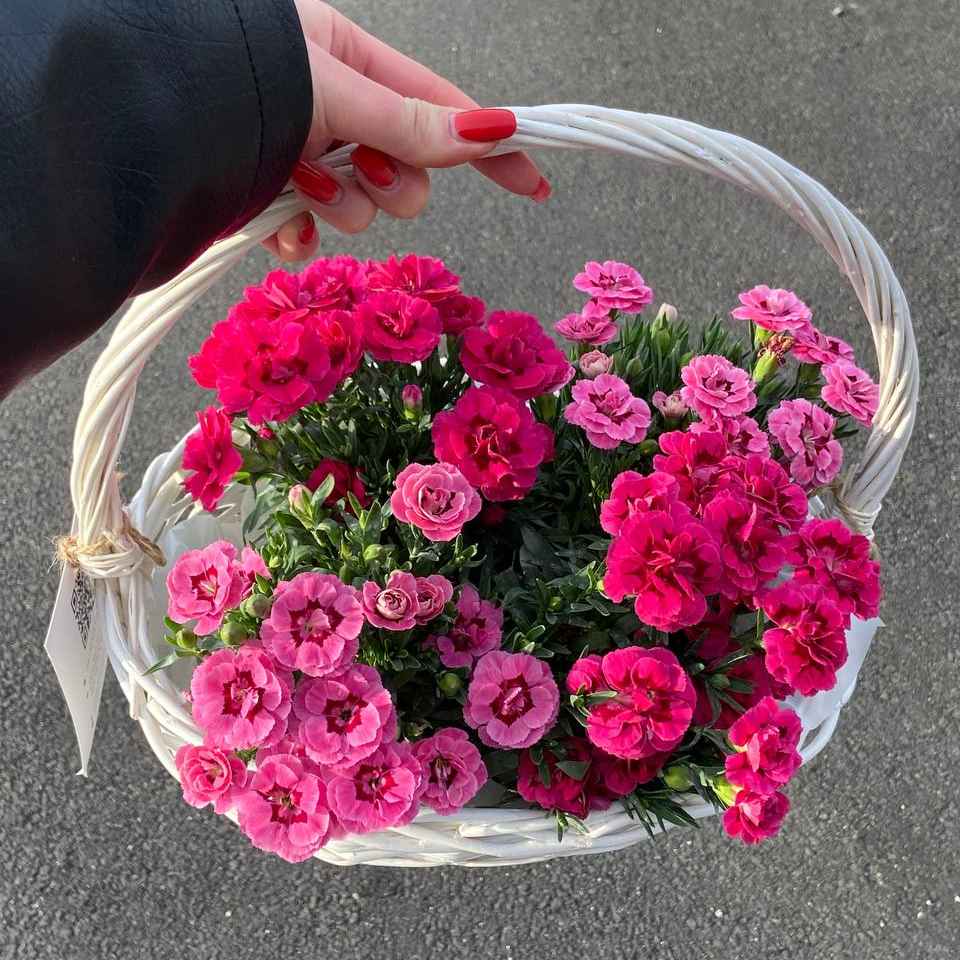 Діантус імпорт